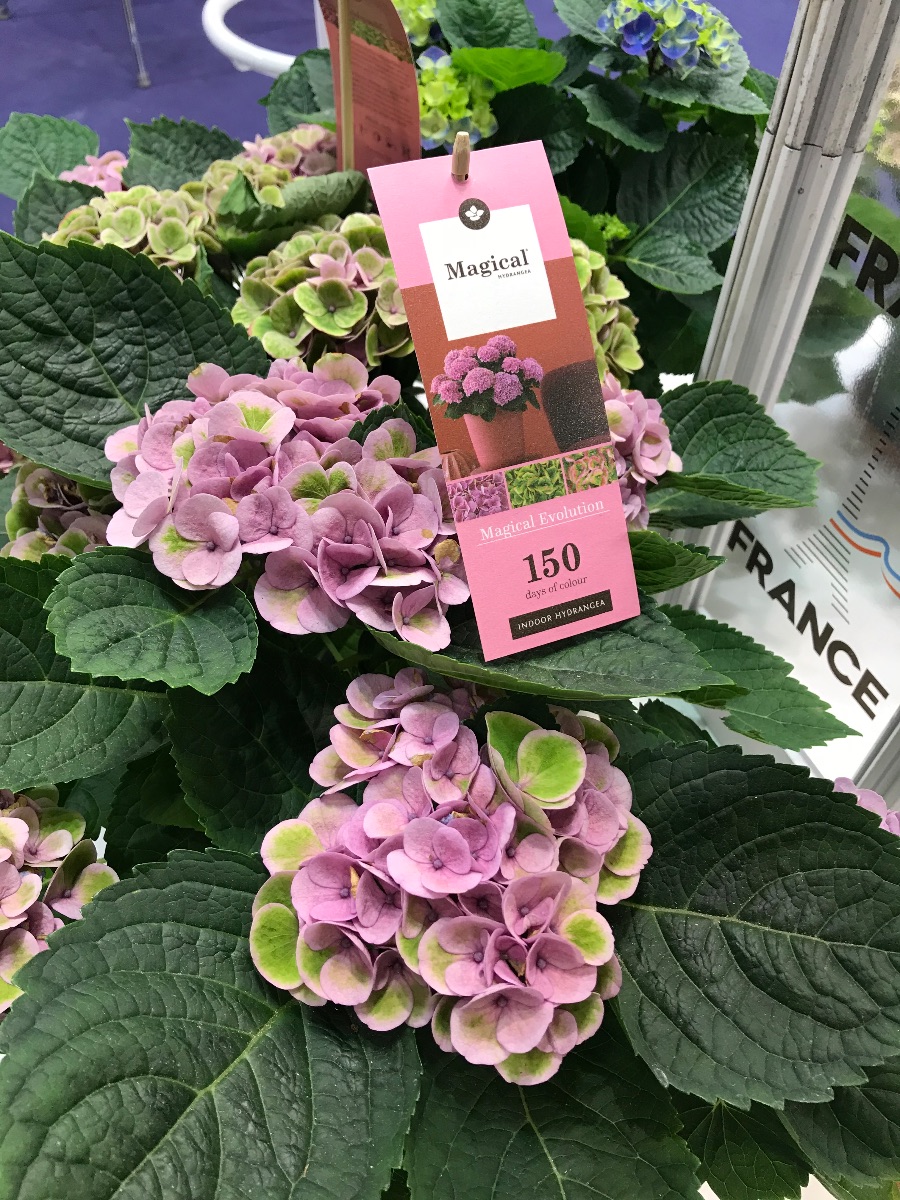 Гортензія великолиста Magical 'Evolution' Pink — саджанець у контейнері