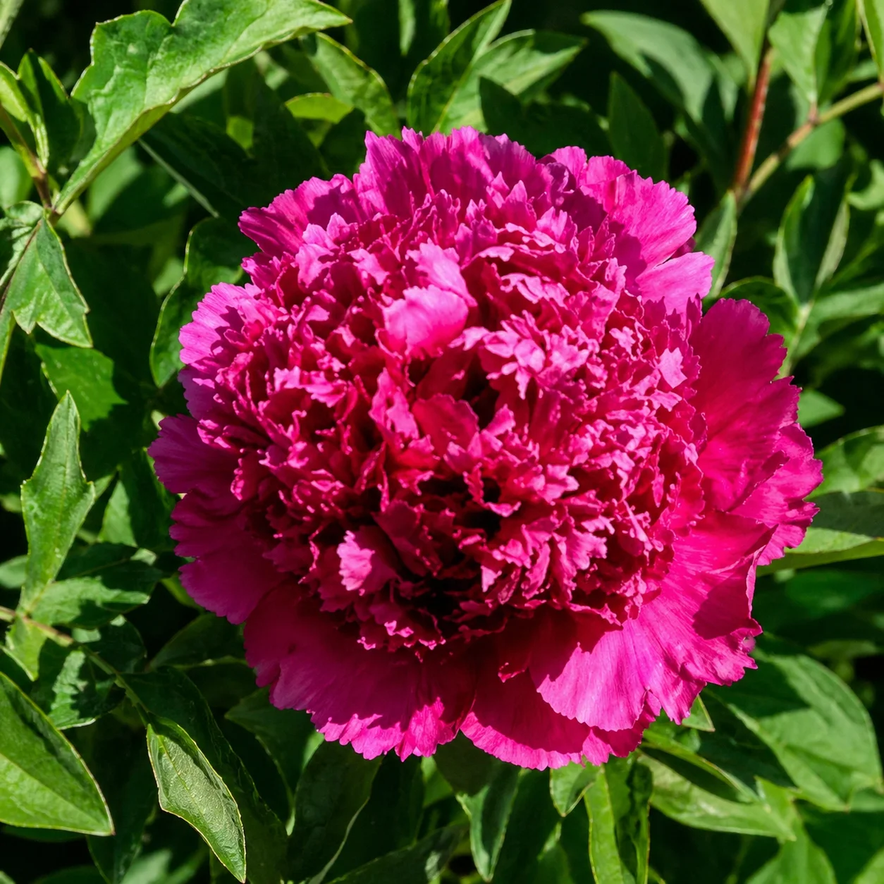 Купити Півонія деревовидна 'Jing Yan Zi' ('Purple Charm') в Україні — саджанець