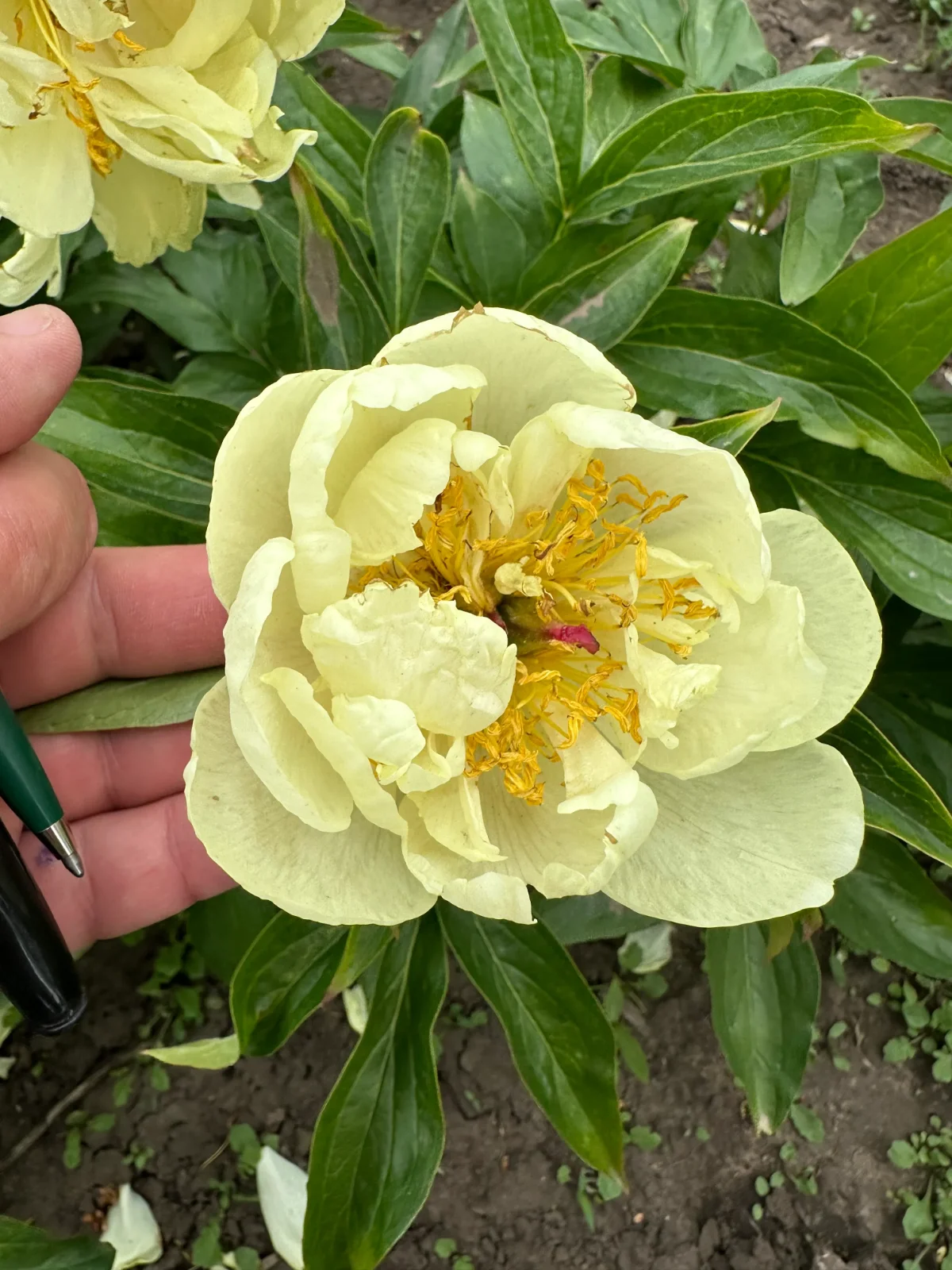 Купити Півонія трав'яниста 'Lemon Chiffon' в Україні — саджанець