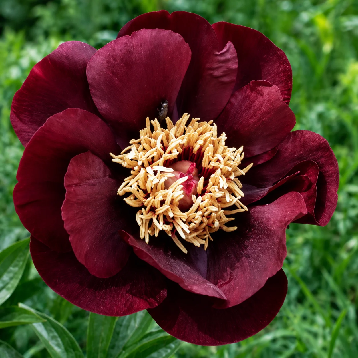 Купити Півонія трав'яниста 'Buckeye Belle' в Україні — саджанець