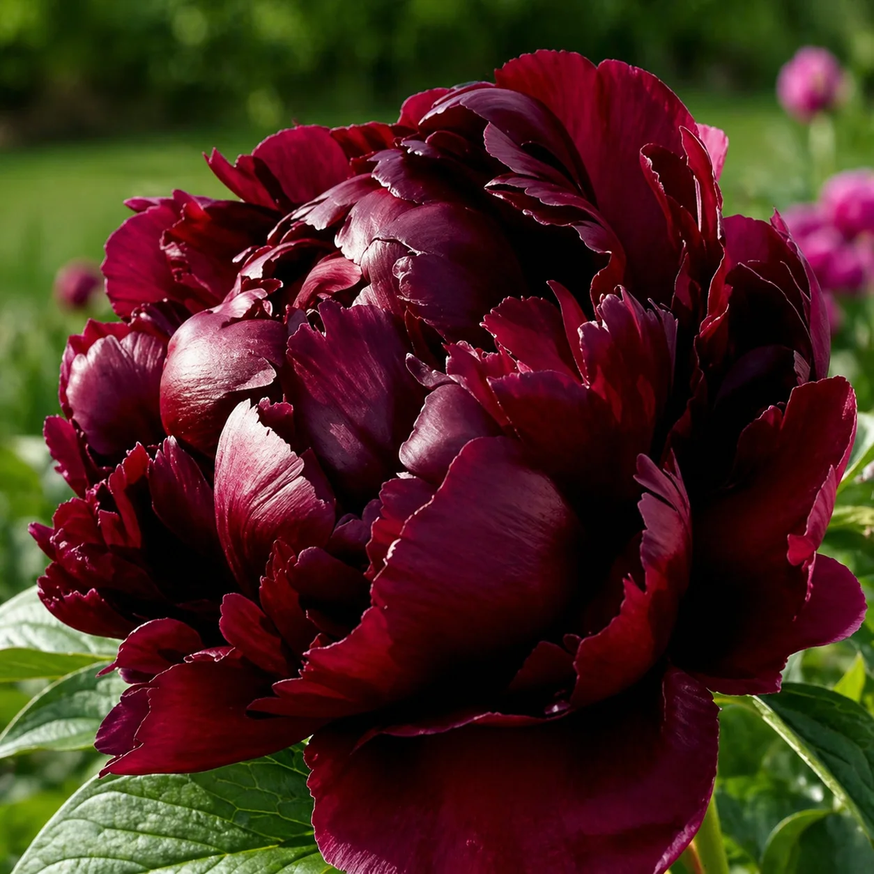 Півонія трав'яниста 'Buckeye Belle' — фото квітки