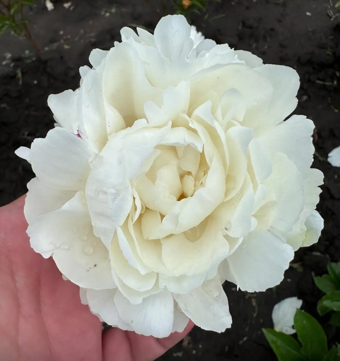 Купити Півонія трав'яниста 'White Bockstoce' в Україні — саджанець