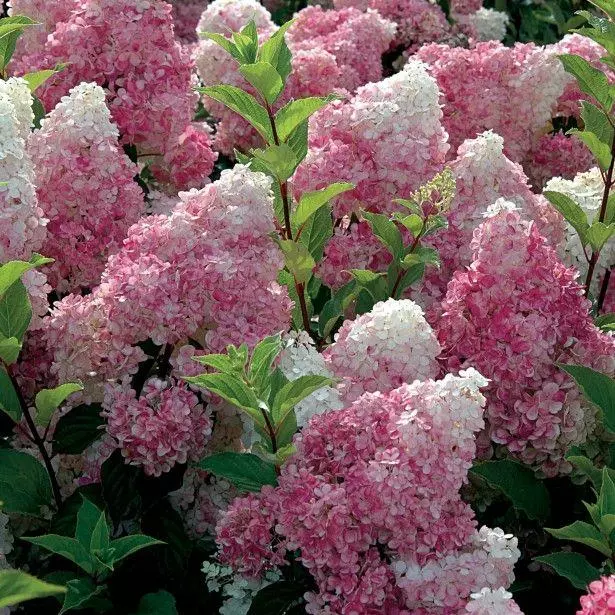 Купити Гортензія волотиста 'Vanille Fraise' в Україні — саджанець