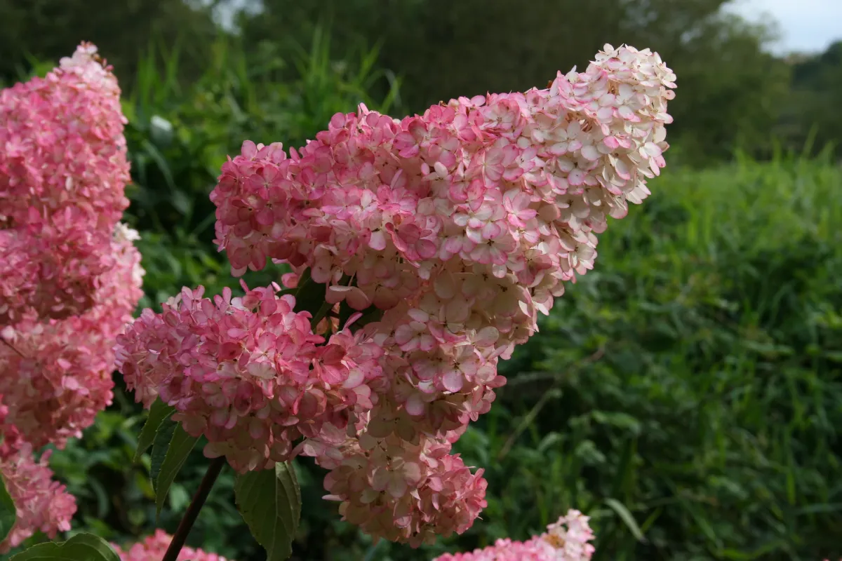Гортензія волотиста 'Vanille Fraise' — фото квітки