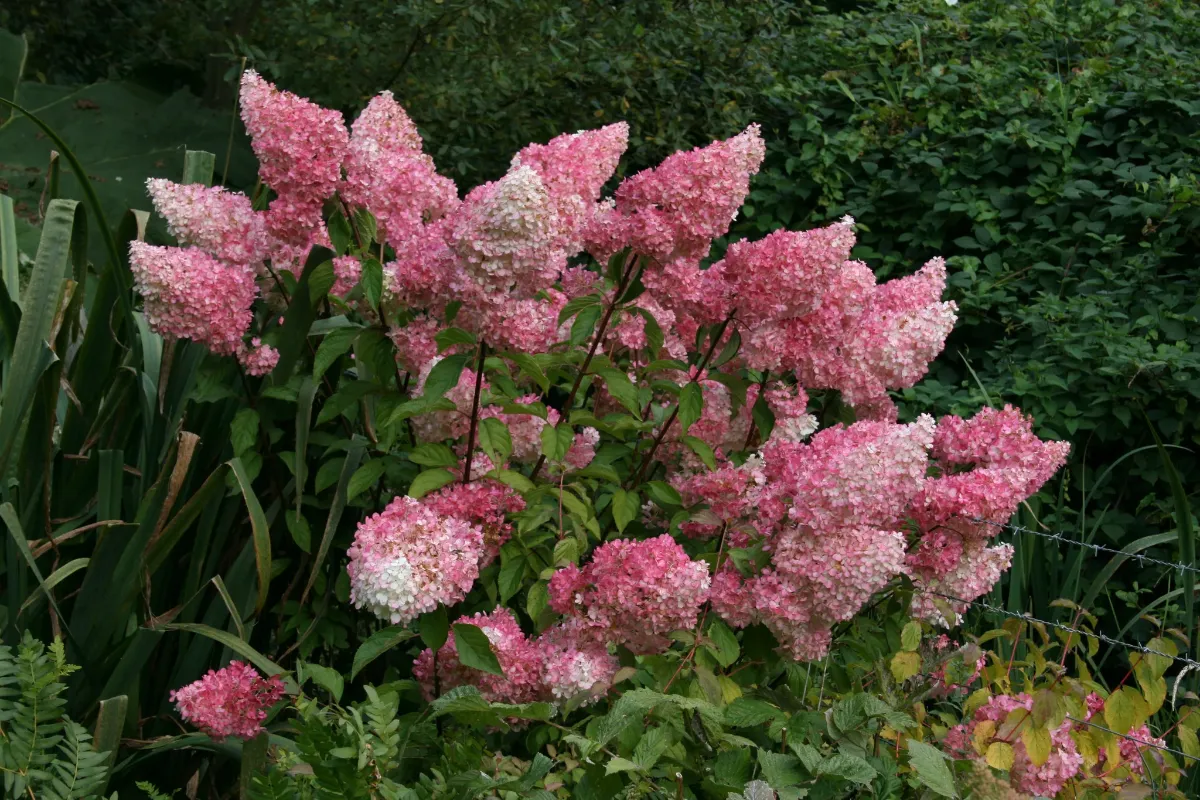 Гортензия метельчатая 'Vanille Fraise' — фото