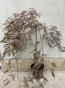 Купити Клен 'Dissectum Garnet' (Щеплений на штамбі) в Україні