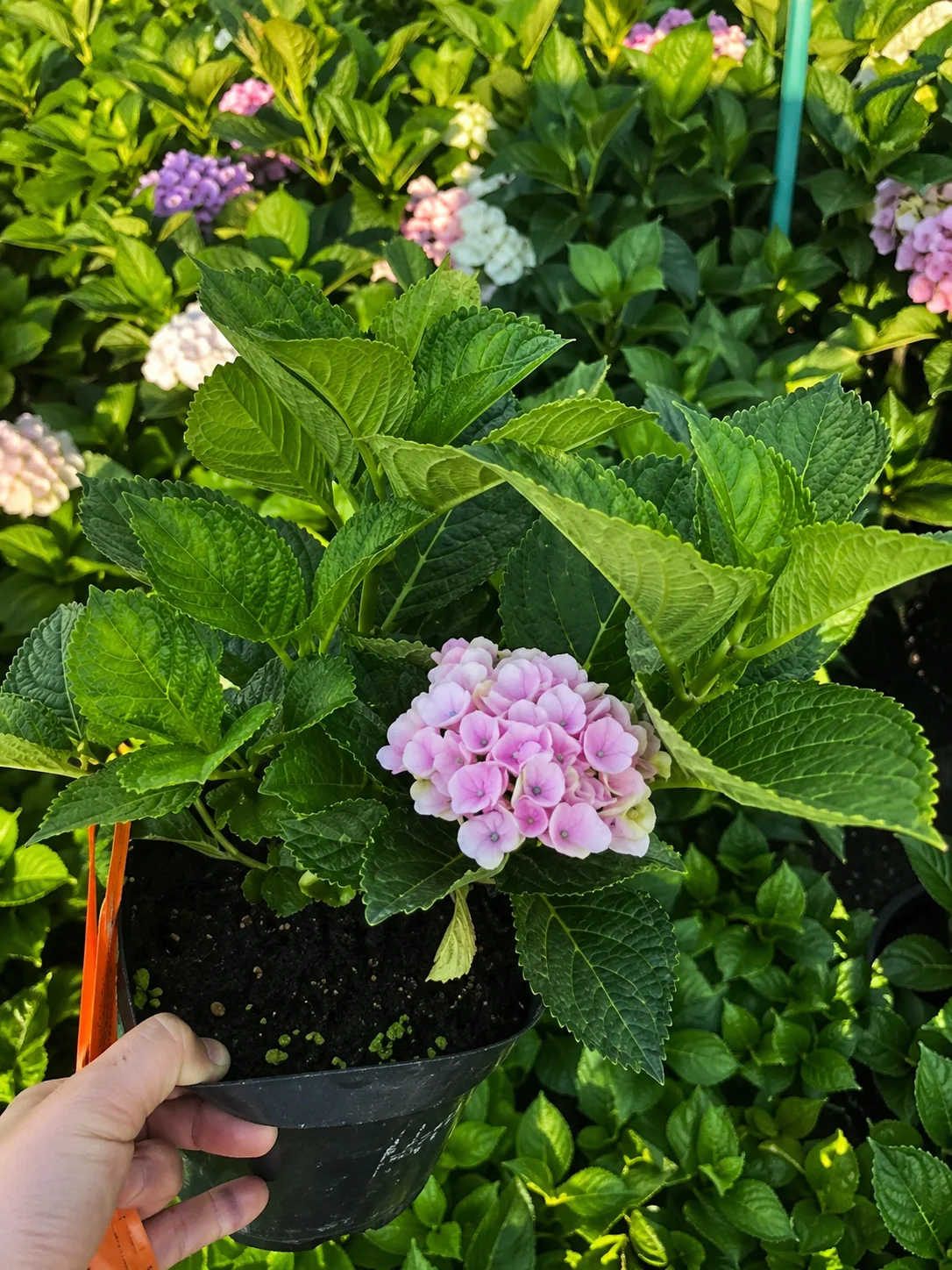 Гортензія великолиста Magical 'Revolution Rosa' — фото квітки
