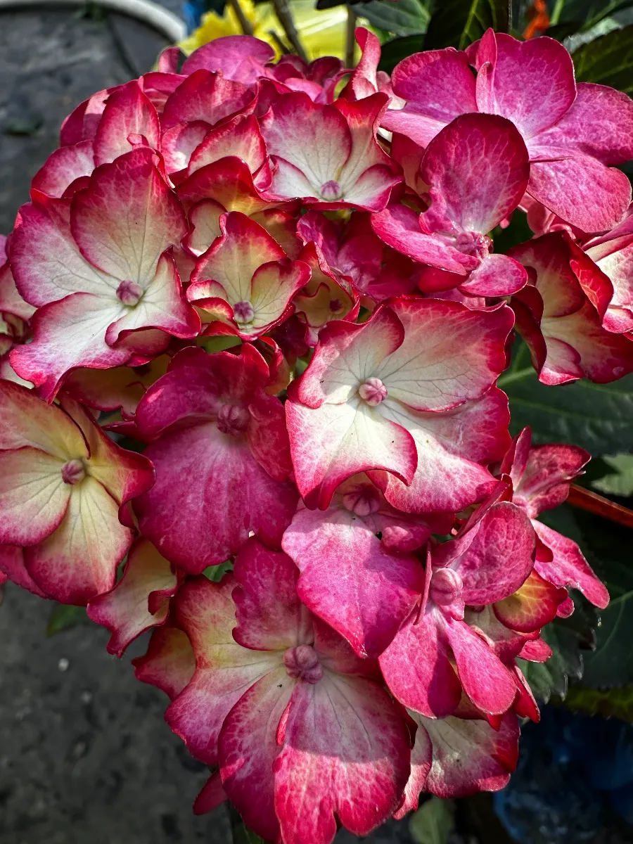 Гортензія великолиста 'Midnight Beauty' Red — фото квітки